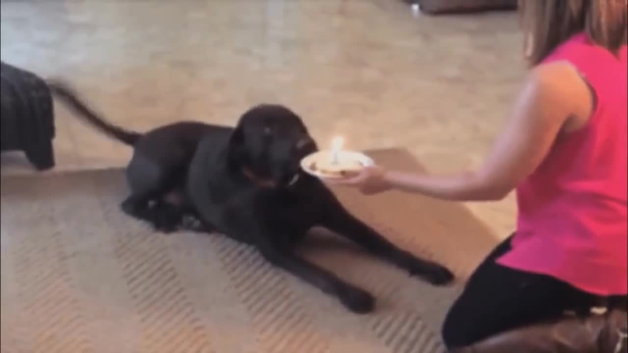 Happy Birthday to the Ground Dog YouTube meme template video