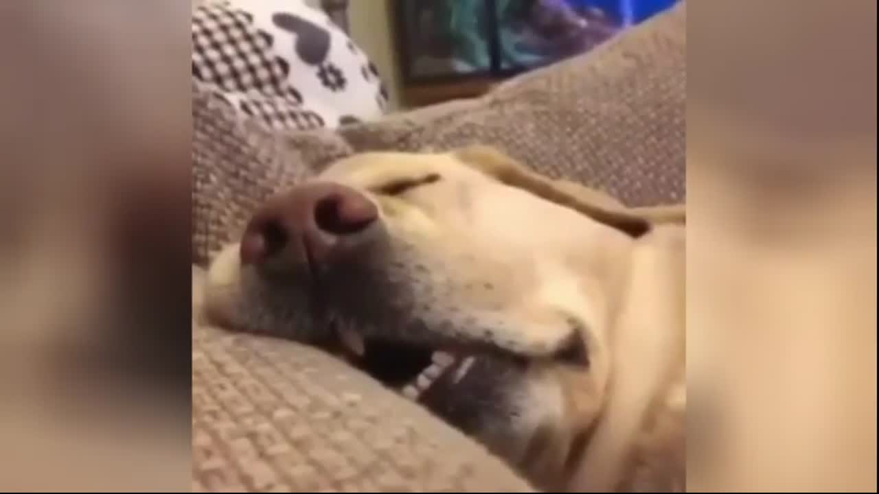 Snoring Bored Dog meme template video