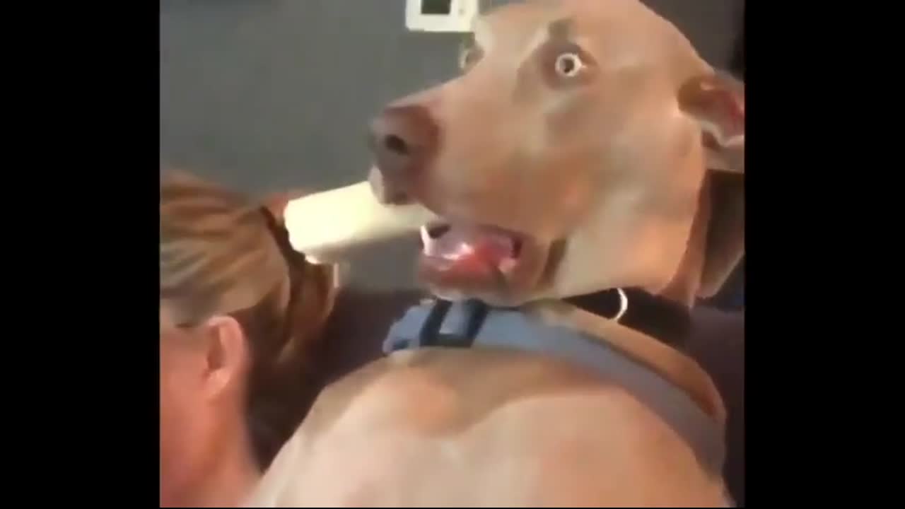 Complete shock Dog with Bone meme template video