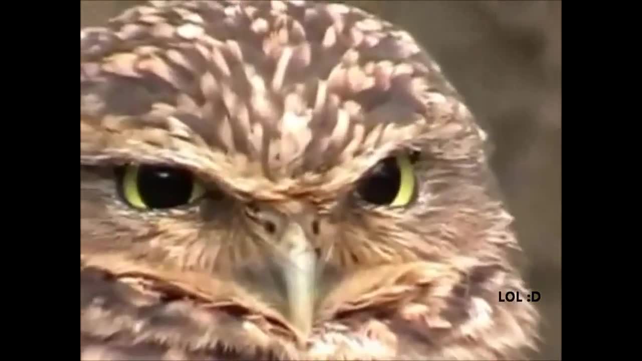 Unimpressed owl Nature meme template video