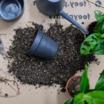 Care for Indoor Plants