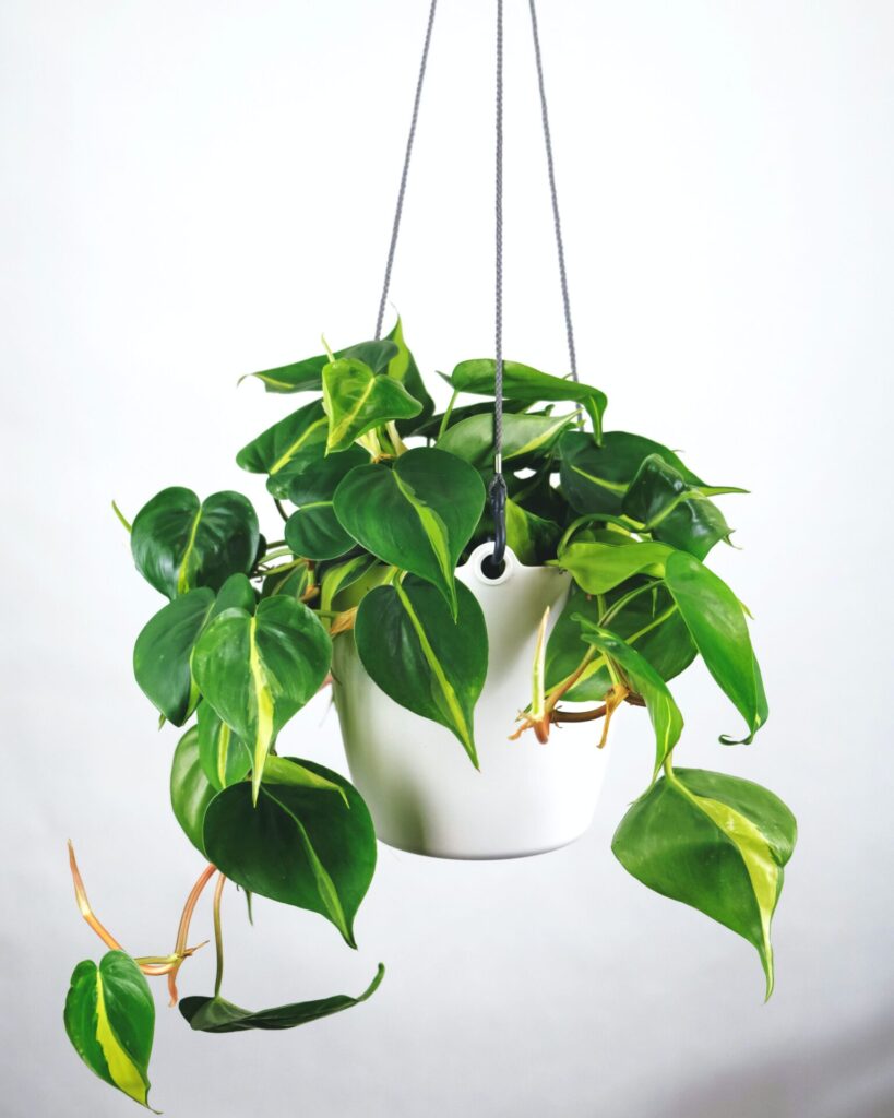 How-to-Care-for-Indoor-Plants