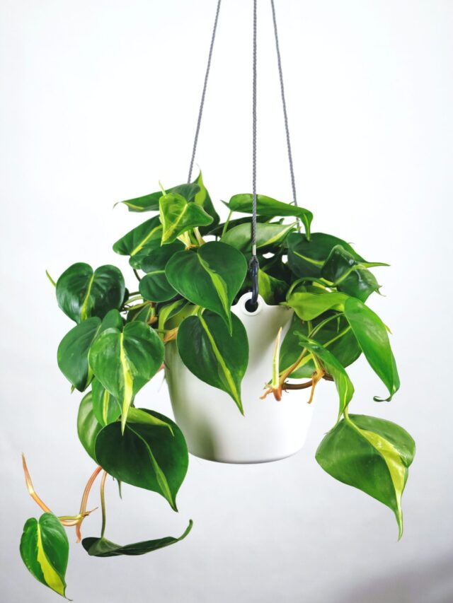 10 Tips for Caring for Indoor Plants